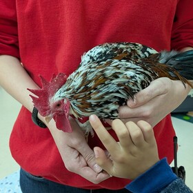 un coq dans les mains d'un élève